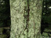 Carol Armstrong - Trees 1