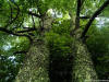 Carol Armstrong - Trees 2