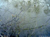Carol Armstrong - Canal Spring