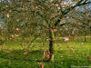 Carol Armstrong - Hyde Park Spring
